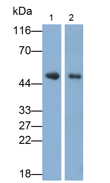 FITC-Linked Polyclonal Antibody to Creatine Kinase, Muscle (CKM)