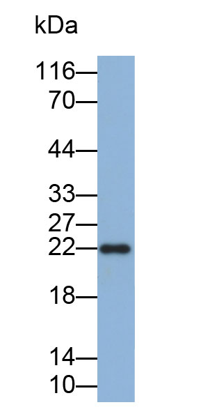 Biotin-Linked Polyclonal Antibody to Cluster Of Differentiation 30 Ligand (CD30L)