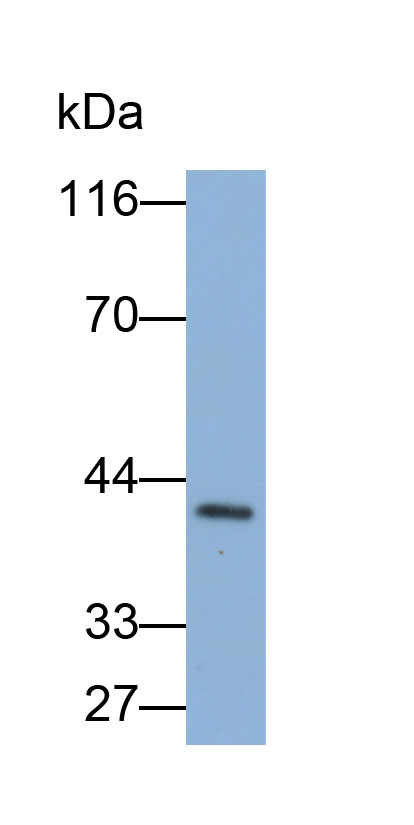 Biotin-Linked Polyclonal Antibody to Pepsinogen C (PGC)