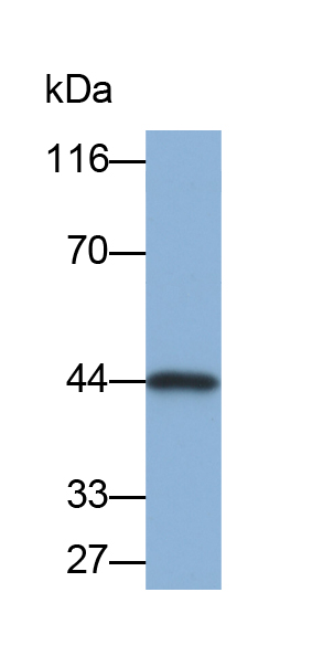 Biotin-Linked Polyclonal Antibody to Prostatic Acid Phosphatase (PAP)