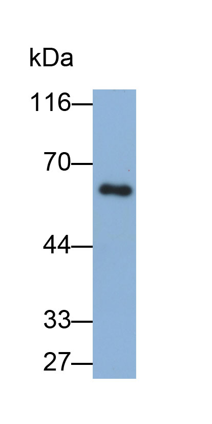 Biotin-Linked Polyclonal Antibody to Galactosidase Beta (GLb)