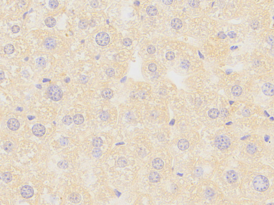 Biotin-Linked Polyclonal Antibody to Alpha-1-Microglobulin (a1M)