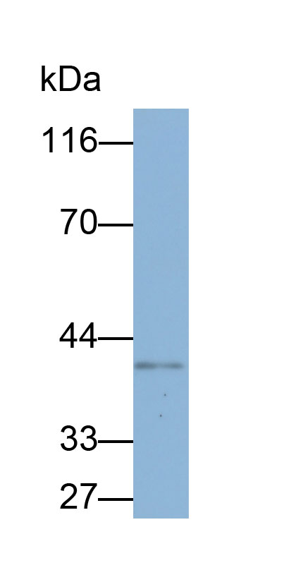 Biotin-Linked Polyclonal Antibody to Alpha-1-Microglobulin (a1M)
