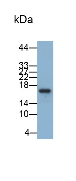 Biotin-Linked Polyclonal Antibody to Adrenomedullin (ADM)