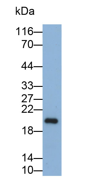 Biotin-Linked Polyclonal Antibody to Cyclophilin B (CYPB)