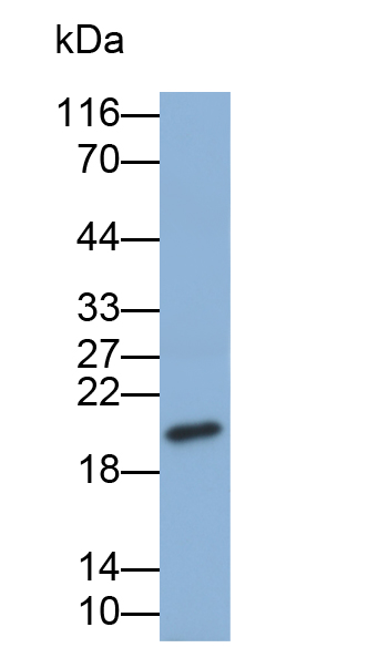 Biotin-Linked Polyclonal Antibody to Cyclophilin B (CYPB)
