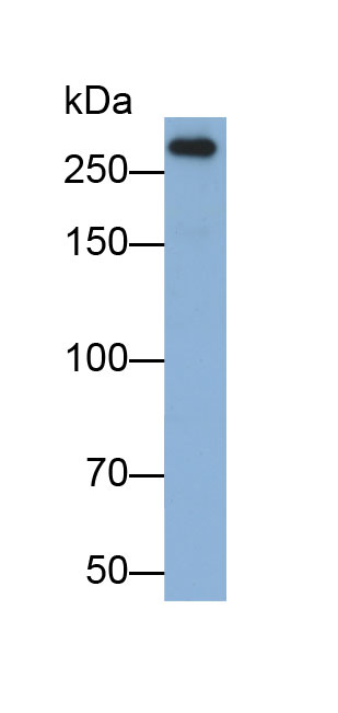 Biotin-Linked Polyclonal Antibody to Alpha-Fodrin (SPTAN1)