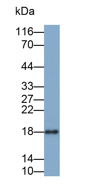 Biotin-Linked Polyclonal Antibody to Ribonuclease A (RNase A)