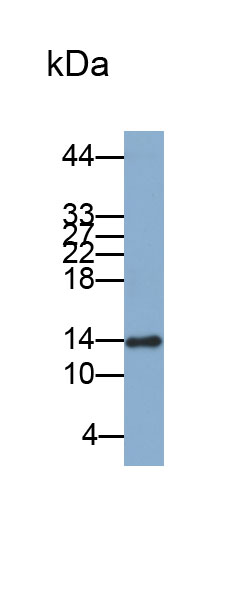 Biotin-Linked Polyclonal Antibody to Galectin 1 (GAL1)