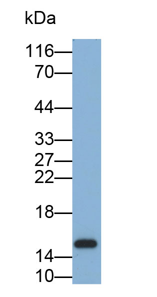 Biotin-Linked Polyclonal Antibody to Galectin 1 (GAL1)