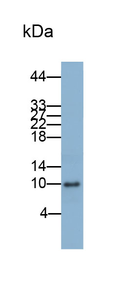 Biotin-Linked Polyclonal Antibody to Interferon Gamma Induced Protein 10kDa (IP10)