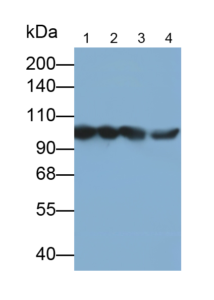 FITC-Linked Polyclonal Antibody to Actinin Alpha 2 (ACTN2)