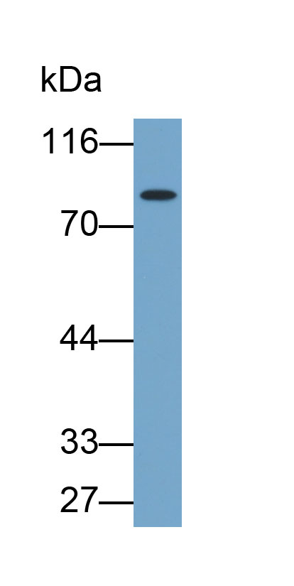 Biotin-Linked Polyclonal Antibody to Protein Kinase C Epsilon (PKCe)