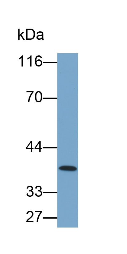 Biotin-Linked Polyclonal Antibody to Caspase 7 (CASP7)