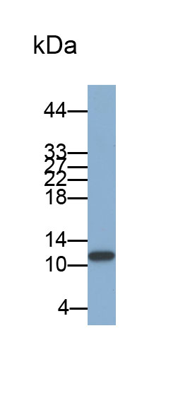 Biotin-Linked Polyclonal Antibody to Cystatin A (CSTA)