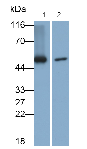 FITC-Linked Polyclonal Antibody to Enolase, Neuron Specific (NSE)