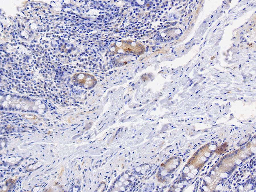 Biotin-Linked Polyclonal Antibody to Motilin (MTL)