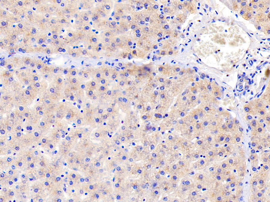 Biotin-Linked Polyclonal Antibody to Apolipoprotein B100 (APOB100)