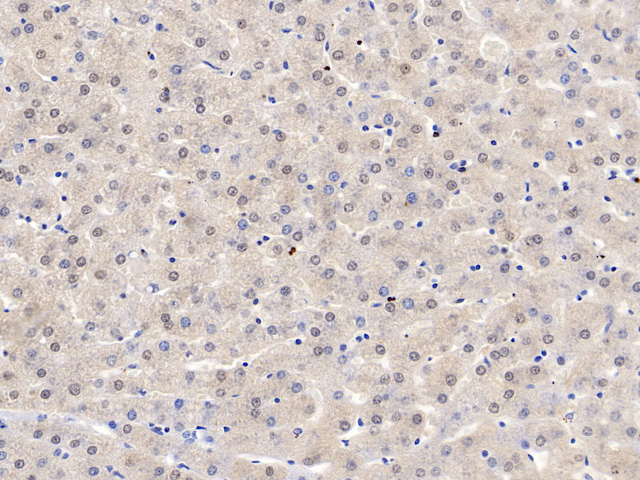 Biotin-Linked Polyclonal Antibody to Apolipoprotein A2 (APOA2)