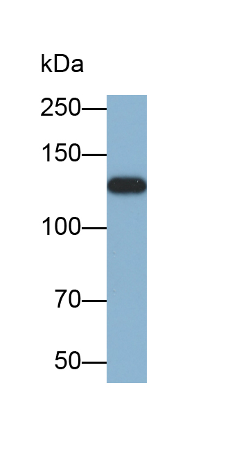 Biotin-Linked Polyclonal Antibody to Thrombospondin 1 (THBS1)