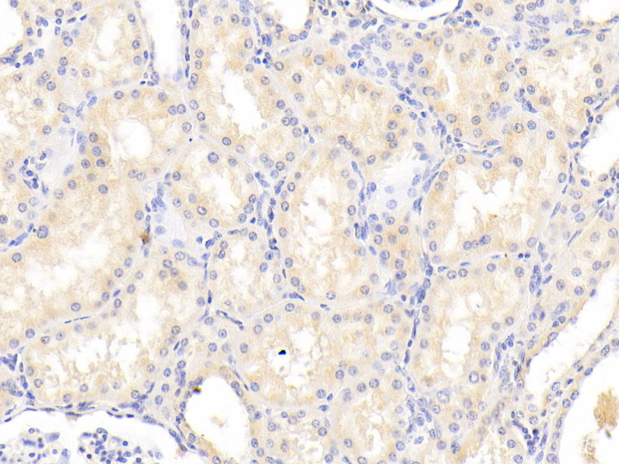 Biotin-Linked Polyclonal Antibody to Glutathione S Transferase A4 (GSTA4)