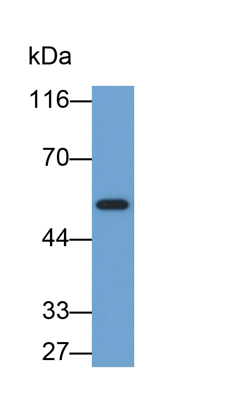 Biotin-Linked Polyclonal Antibody to Cluster Of Differentiation 14 (CD14)