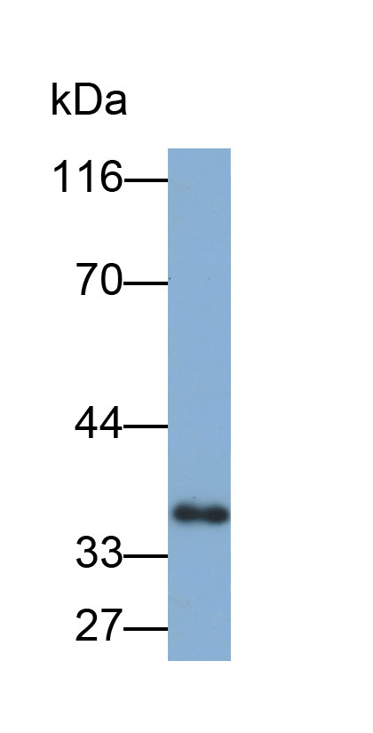 Biotin-Linked Polyclonal Antibody to Apolipoprotein E (APOE)