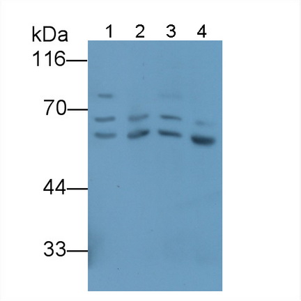 HRP-Linked Polyclonal Antibody to Glucose 6 Phosphate Isomerase (GPI)