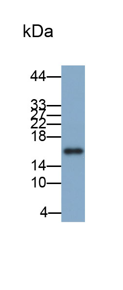 Biotin-Linked Polyclonal Antibody to Prealbumin (PALB)