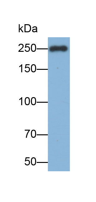 Biotin-Linked Polyclonal Antibody to Myosin Heavy Chain 1 (MYH1)