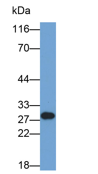 Biotin-Linked Polyclonal Antibody to B-Cell Leukemia/Lymphoma 2 (Bcl2)