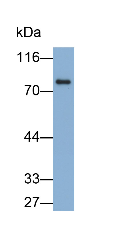 Biotin-Linked Polyclonal Antibody to Lactoferrin (LTF)