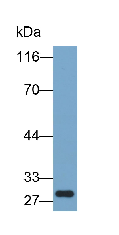 Biotin-Linked Polyclonal Antibody to Lactoferrin (LTF)