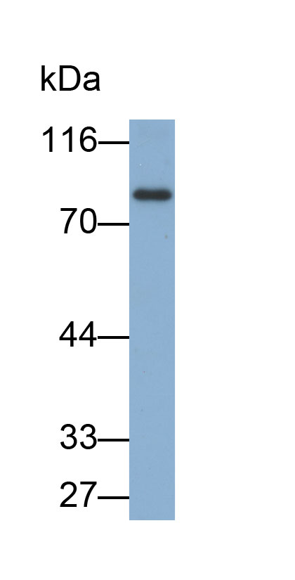 Biotin-Linked Polyclonal Antibody to Lactoferrin (LTF)