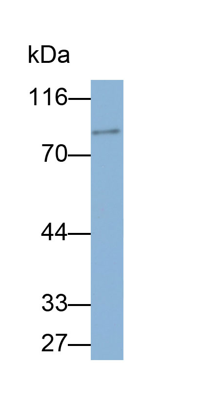 Biotin-Linked Polyclonal Antibody to Lactoferrin (LTF)