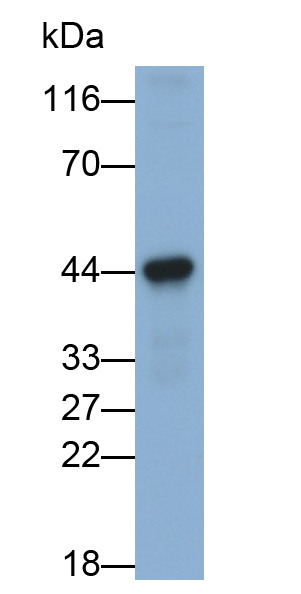 PE-Linked Polyclonal Antibody to Programmed Cell Death Protein 1 Ligand 1 (PDL1)