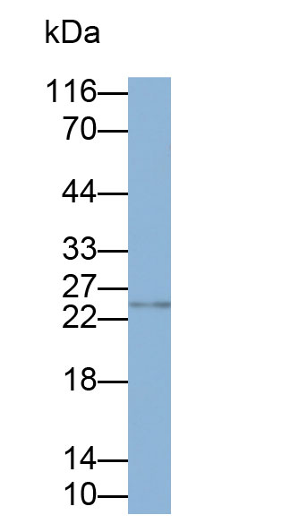 Biotin-Linked Polyclonal Antibody to Corticotropin Releasing Factor (CRF)