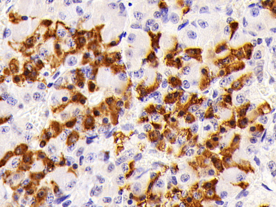 Biotin-Linked Polyclonal Antibody to Prolactin (PRL)