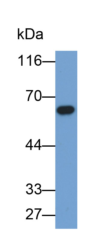 Biotin-Linked Polyclonal Antibody to Caspase 8 (CASP8)