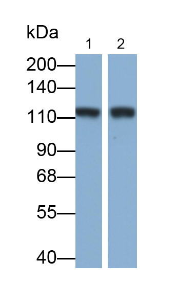 Biotin-Linked Polyclonal Antibody to Cluster Of Differentiation 26 (CD26)
