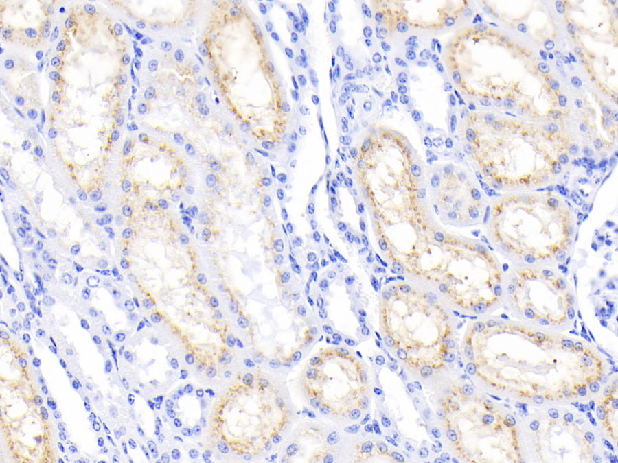 Biotin-Linked Polyclonal Antibody to Cystatin C (Cys-C)