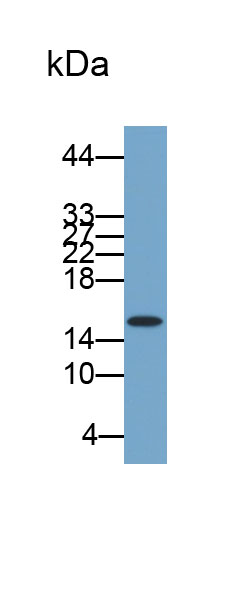 Biotin-Linked Polyclonal Antibody to Cystatin C (Cys-C)