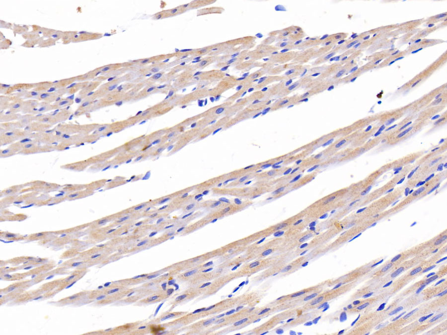 Biotin-Linked Polyclonal Antibody to Ceruloplasmin (CP)