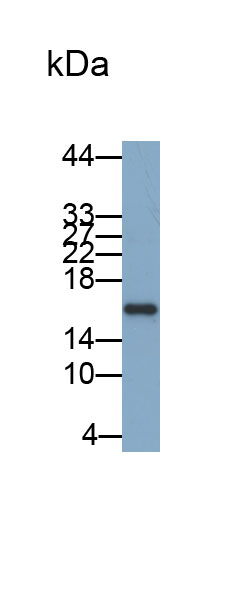 Biotin-Linked Polyclonal Antibody to Cyclophilin A (CYPA)