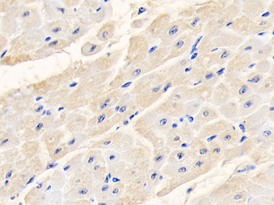 Biotin-Linked Polyclonal Antibody to Albumin (ALB)