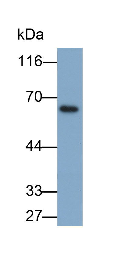 Biotin-Linked Polyclonal Antibody to Albumin (ALB)