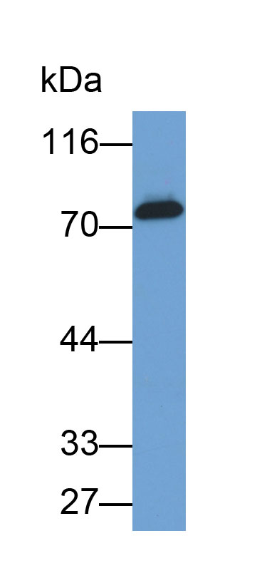 Biotin-Linked Polyclonal Antibody to Heat Shock 70kDa Protein 1 Like Protein (HSPA1L)
