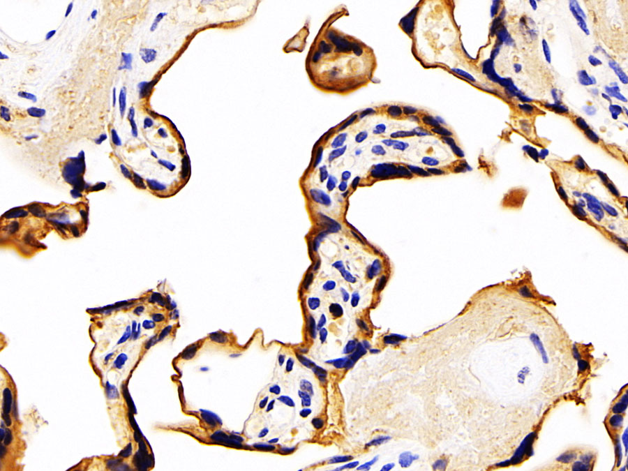 Biotin-Linked Polyclonal Antibody to Transferrin Receptor (TFR)