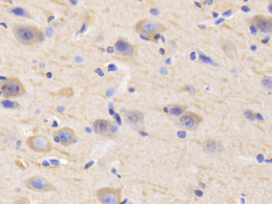 Biotin-Linked Polyclonal Antibody to Microtubule Associated Protein 2 (MAP2)