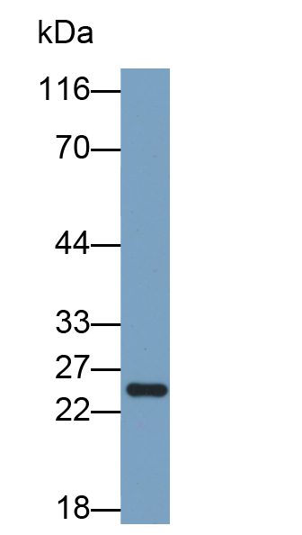 Biotin-Linked Polyclonal Antibody to Cluster of Differentiation 90 (CD90)